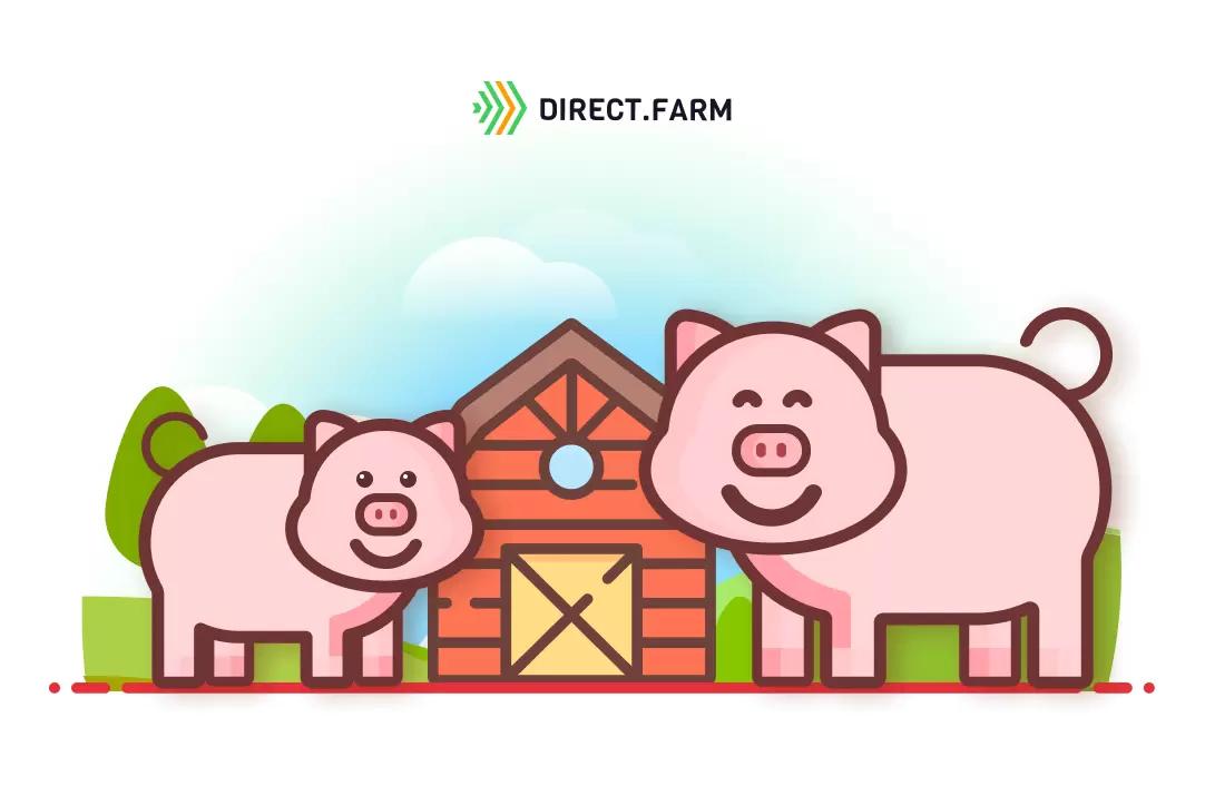 Как оградить свиней от стресса?