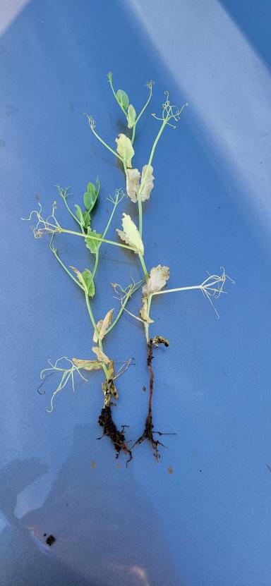 Что с горохом?