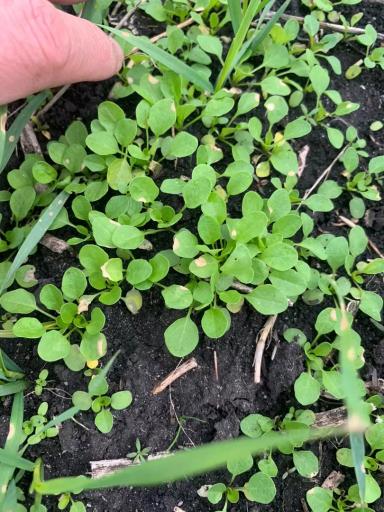 Вопросы из чатов: что за сорняк?