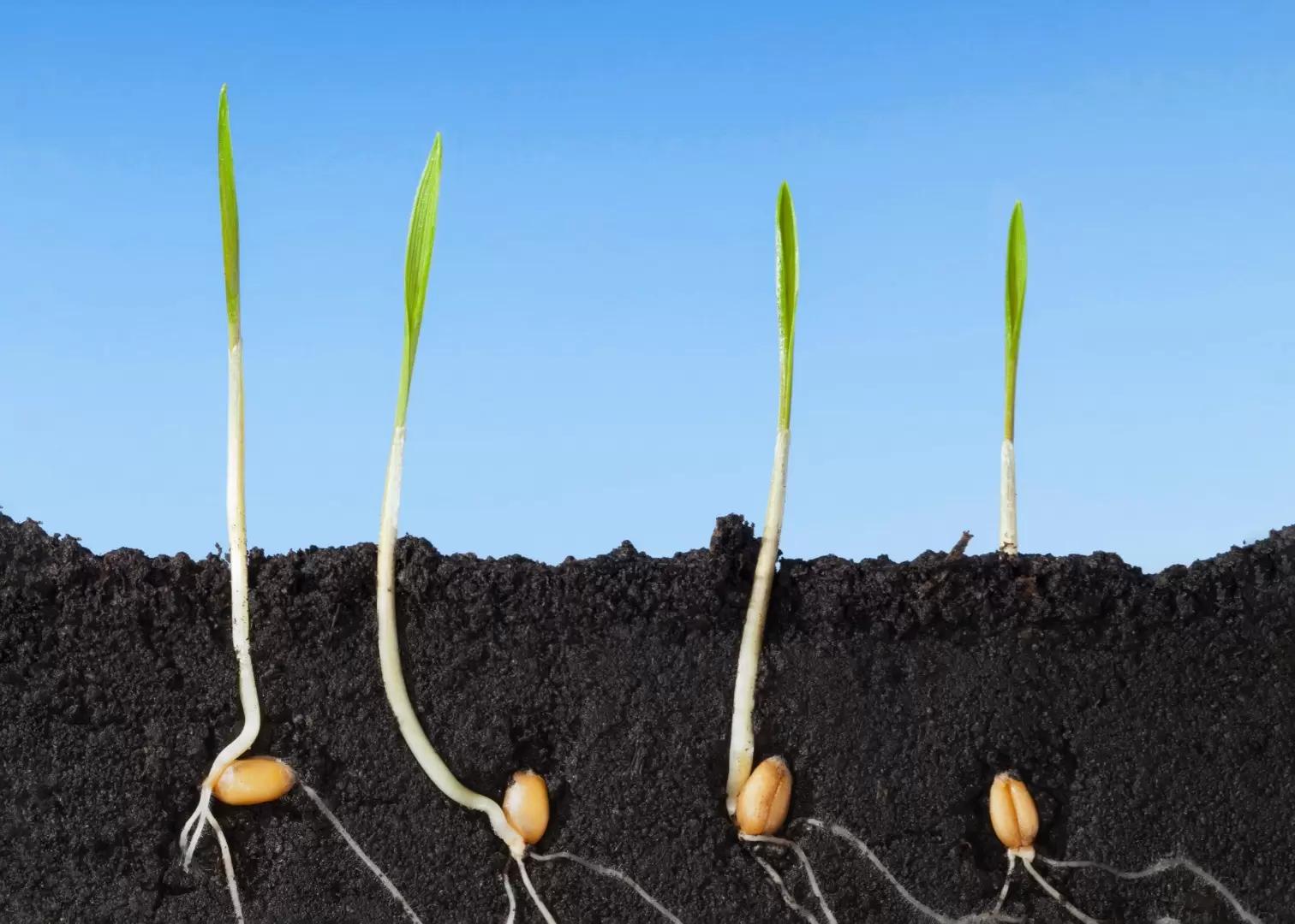 Как защитить семена и всходы озимой пшеницы