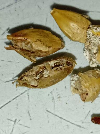 Цвет настроения "рыжий"