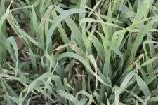 Сетчатая пятнистость ячменя