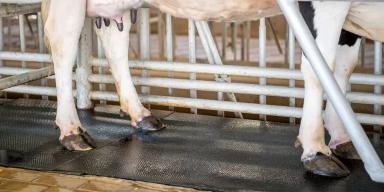 Здоровье копыт и три основные причины хромоты. Язва подошвы