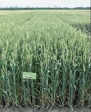 Маркиз  сорт мягкой озимой пшеницы