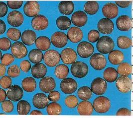 Горчица полевая