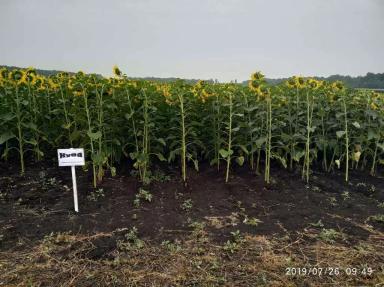 Куба ®  - гибрид подсолнечника (Helianthus annuus L.). Среднеспелый.
