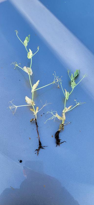 Что с горохом?