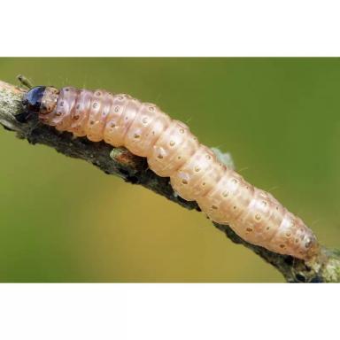 Кукурузный мотылек: прогноз развития, методы учета