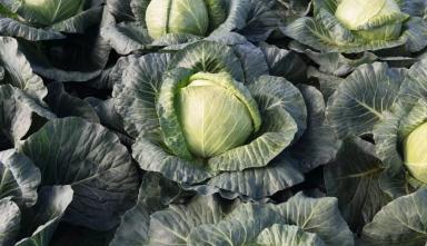 Краутман (KRAUTMAN)