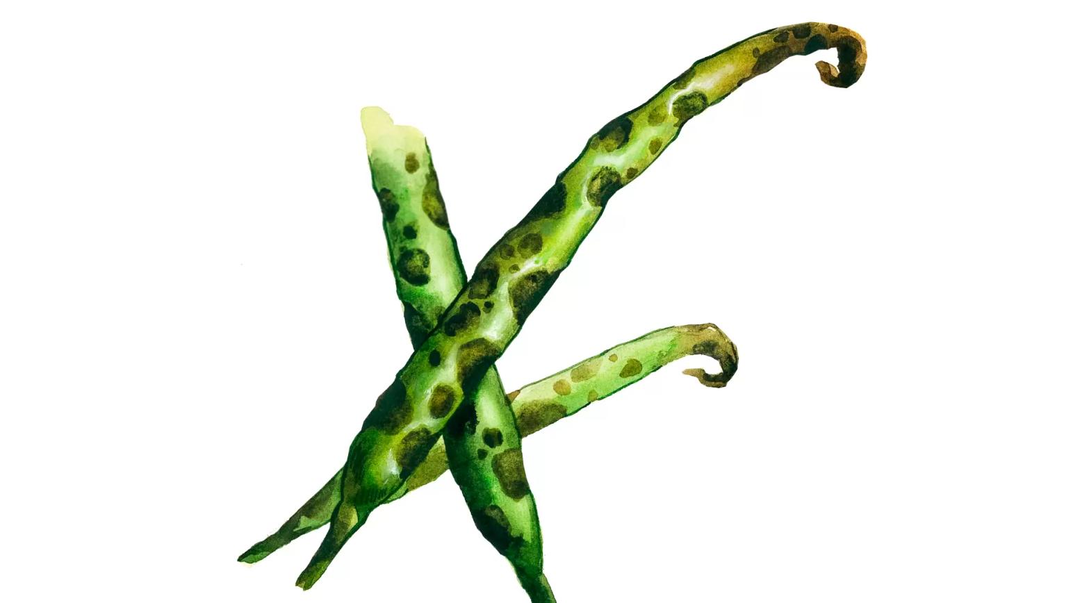 Альтернариоз рапса