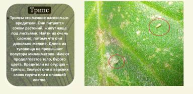 Энтомофаги для защиты растений от насекомых-вредителей