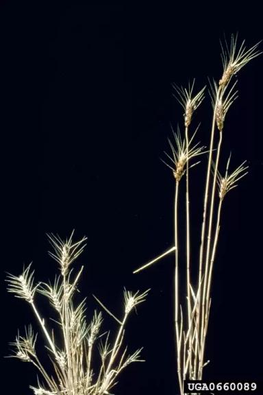 Карликовой головни нет