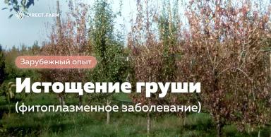 Истощение груши (фитоплазменное заболевание)
