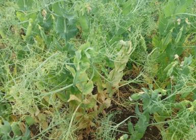 Вопросы из чатов: чем провести обработку?