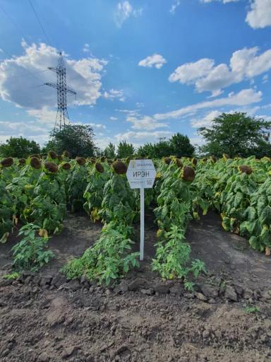 Ирэн ® - гибрид подсолнечника (Helianthus annuus L.).