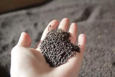 Мерседес (MERSEDES) гибрид рапса озимого