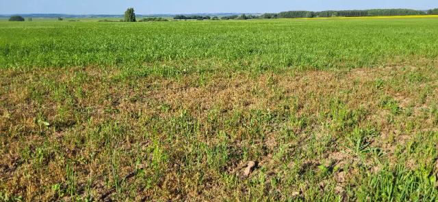 Кто знает, что за зверь?