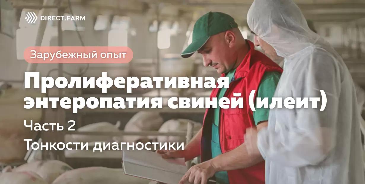 Пролиферативная энтеропатия свиней (илеит). Часть 2. Тонкости диагностики