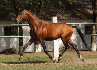Тракененская порода лошадей