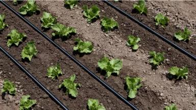 Капельное орошение