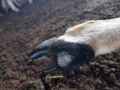 Вопросы из чатов: что у барана на конечности?