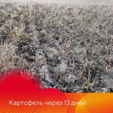 Сахара®. Подсушит культуру, засушит сорняки