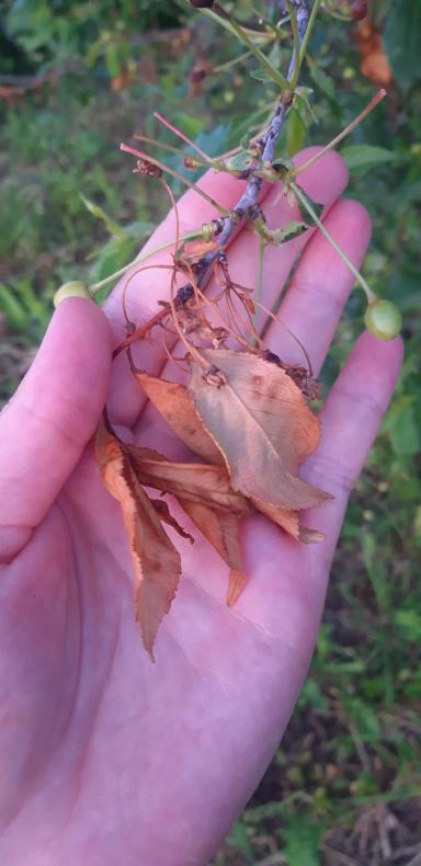 Что с вишней.