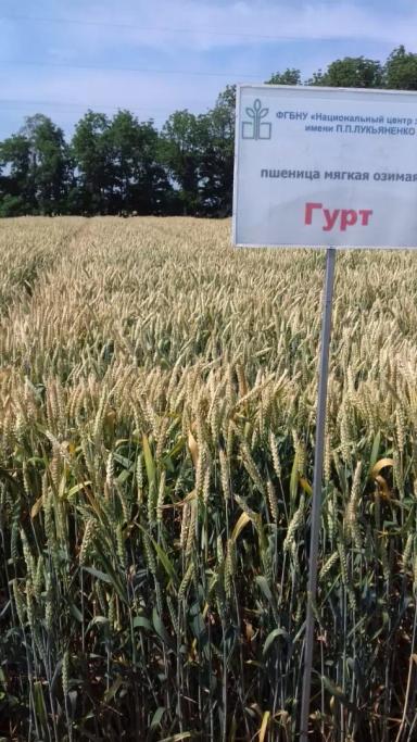 Гурт сорт мягкой озимой пшеницы