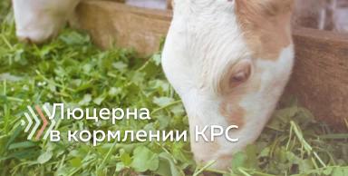 Питательная ценность люцерны и правила ее применения