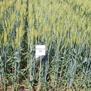 Корнетто (CORNETTO)