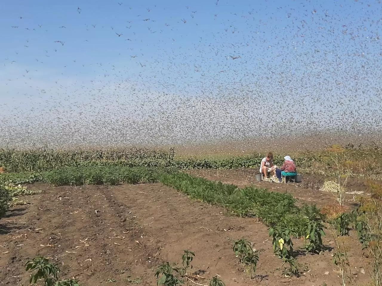 Прямо сейчас: агрономический фильм ужасов в Краснодарском крае