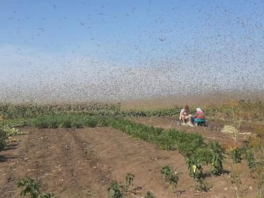 Прямо сейчас: агрономический фильм ужасов в Краснодарском крае