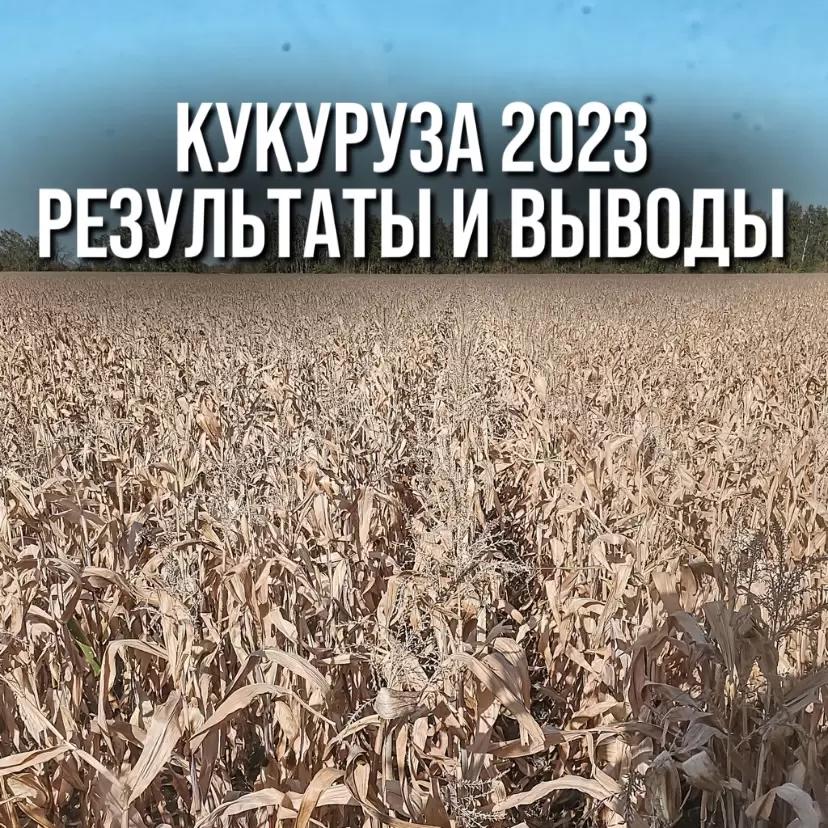 КУКУРУЗА 2023. РЕЗУЛЬТАТЫ И ВЫВОДЫ