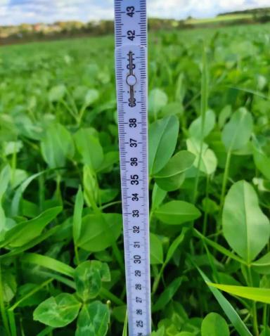 КАК ПОЛУЧИТЬ МАКСИМАЛЬНЫЙ УРОЖАЙ КОРМОВОЙ ТРАВОСМЕСИ?