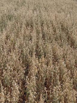 Овес яровой Макс