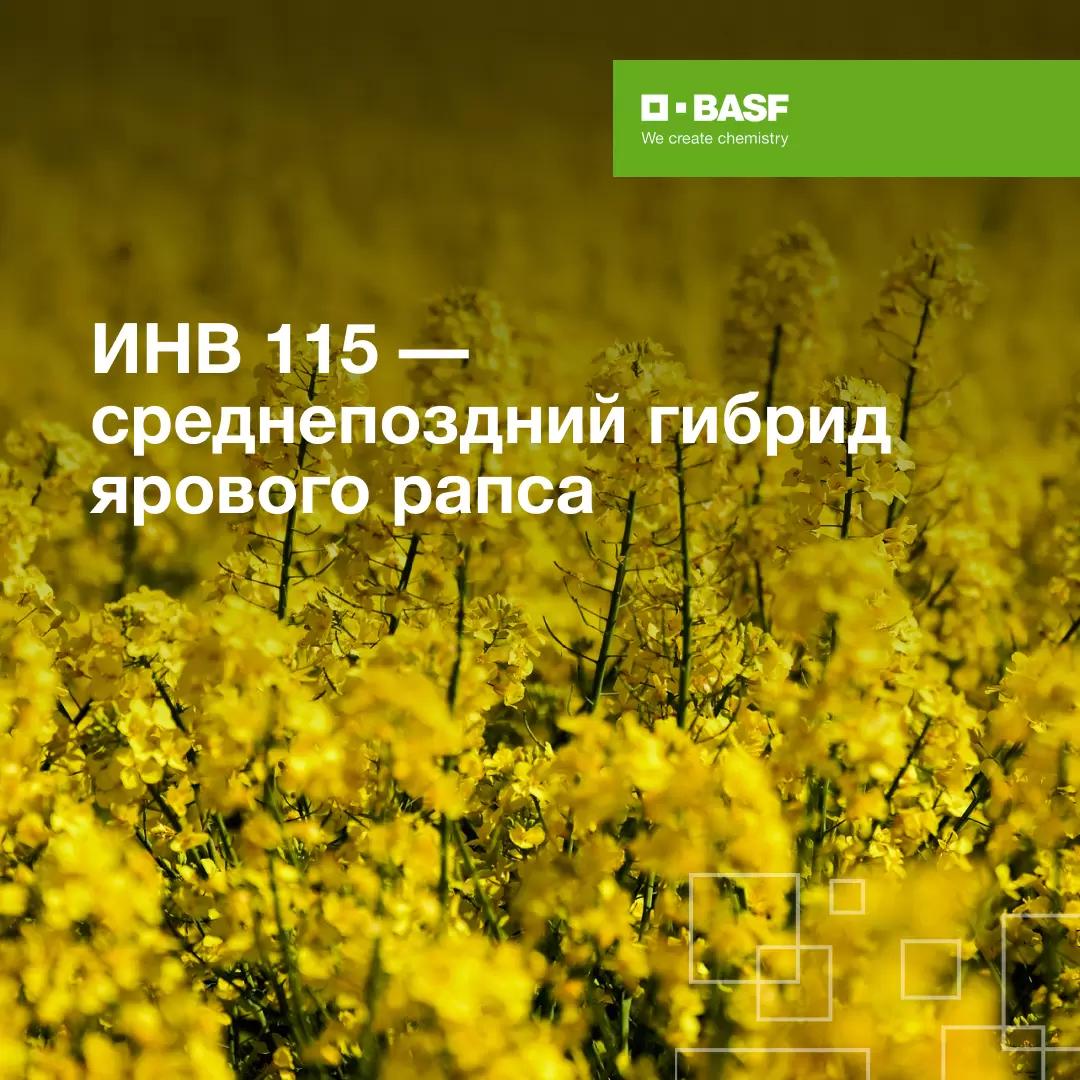 ИНВ 115: результат 20 лет селекционной работы