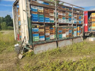 Агрономы против пчел?