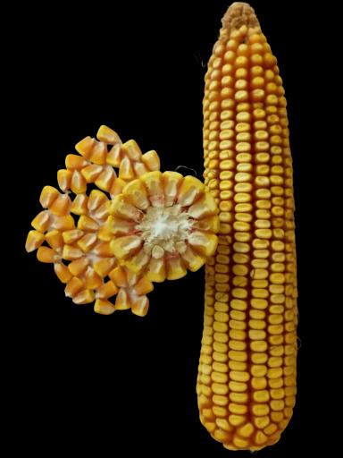 Мафате