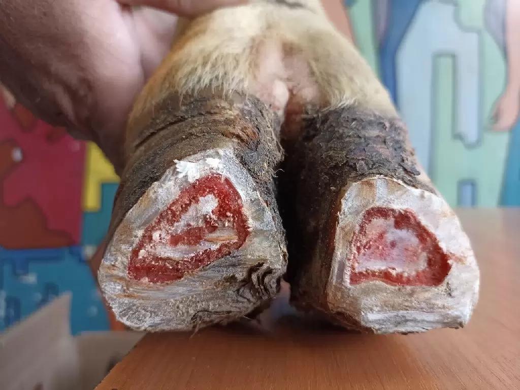 Спиральное (штопорное) копытце