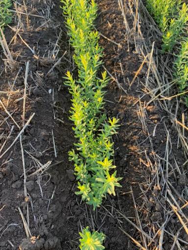 Угнетение льна