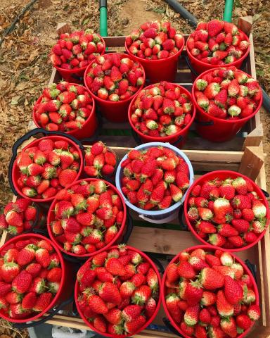 Клубника сладкая 