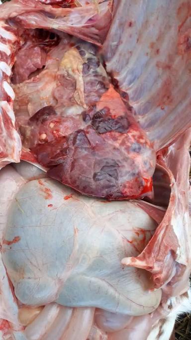 Вопросы из чатов: можно ли установить причину падежа теленка?