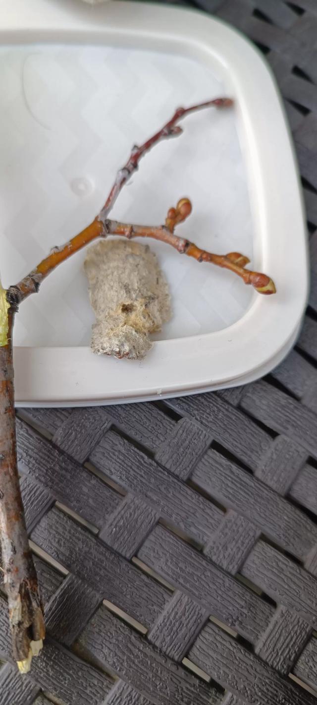 Кладка непарного шелкопряда, все та же липа.