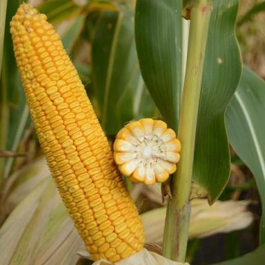 КВС Фернандо - гибрид кукурузы ( Zea mays L.).