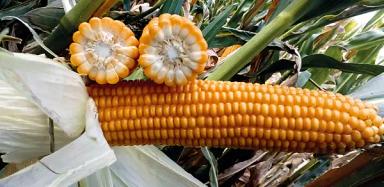 СИ Респект - гибрид кукурузы ( Zea mays L.).