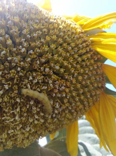 Хлопковая совка