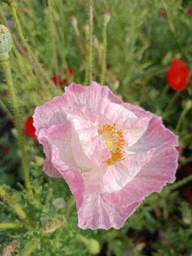 Красота декоративных маков