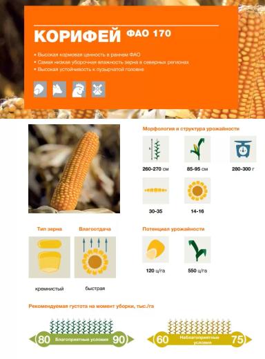 Корифей - гибрид кукурузы ( Zea mays L.). Раннеспелый. ФАО (170).