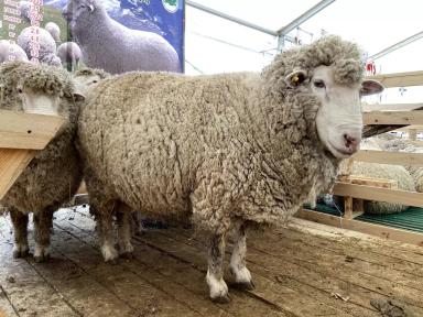 Советская мясошерстная порода овец 