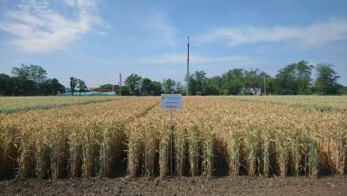 Венец сорт тритикале озимой